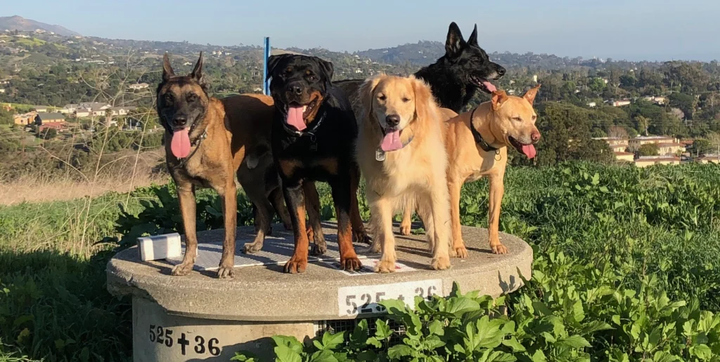 Sb Dog Trainer 3 1 1024x516