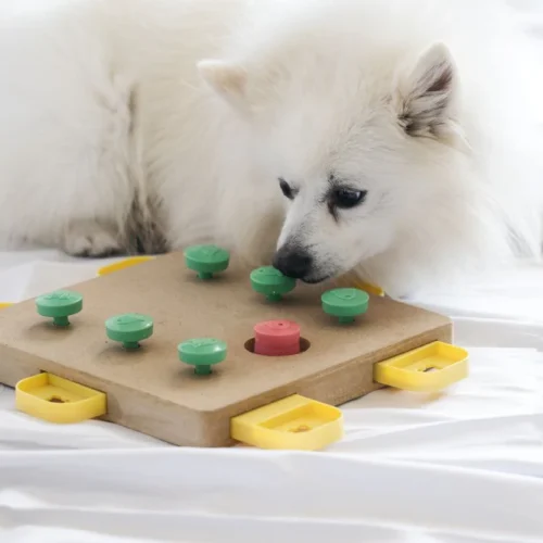 Dog_Playing_Brain_Game Dog_Playing_Brain_Game