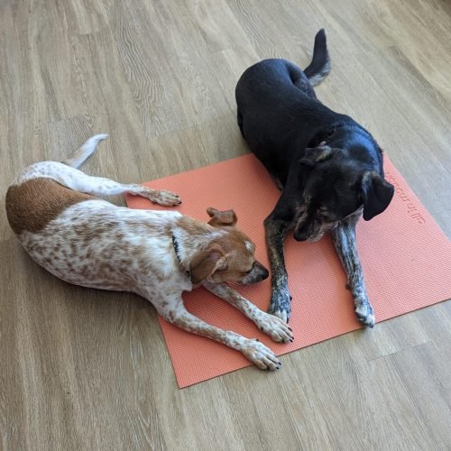 practicing-their-relaxation-protocol-theyve-gone-from-v0-u9fq9ghimxx81 practicing-their-relaxation-protocol-theyve-gone-from-v0-u9fq9ghimxx81